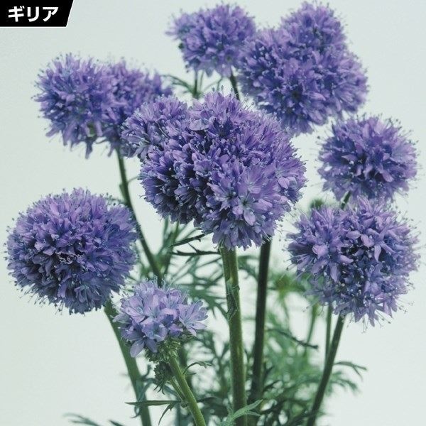 種 花たね 切花向き ギリア レプタンサ 1袋(500mg)