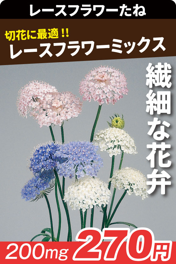 レースフラワーミックス