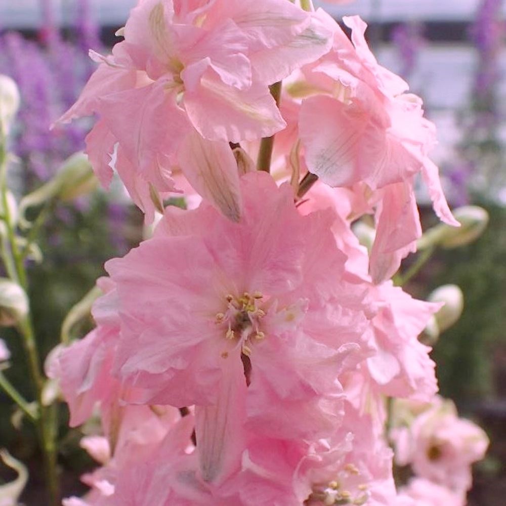 種 花たね 千鳥草 瀬戸の乙女 品種登録出願中 1袋(20粒)