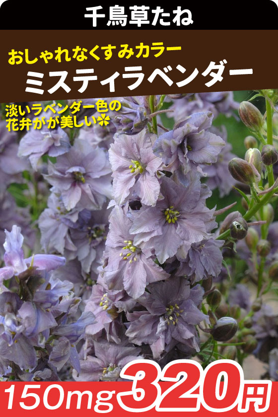 千鳥草 ミスティラベンダー
