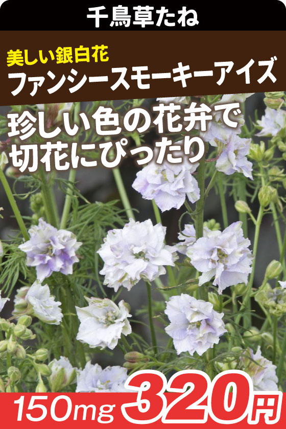 千鳥草 ファンシースモーキーアイズ