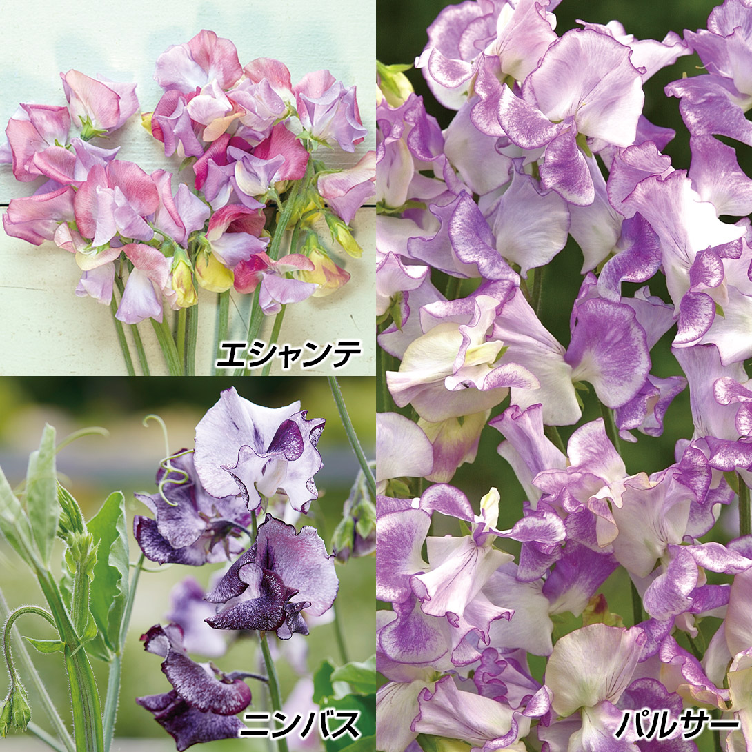 種 花たね スイートピー スイートピーセット 3種3袋