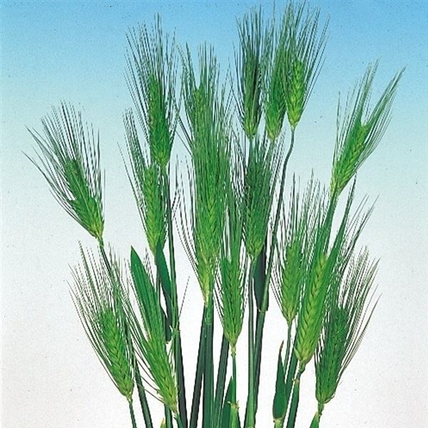 種 花たね 花麦 寒咲早生麦 1袋(150粒)