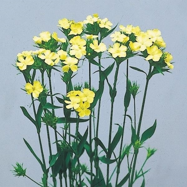 種 花たね 切花向き ナデシコ ナッピー 1袋(100粒)