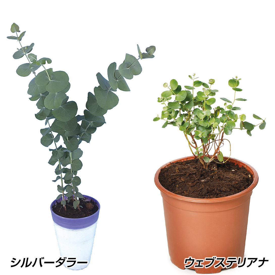 種 花たね ユーカリ ユーカリセット 2種2袋