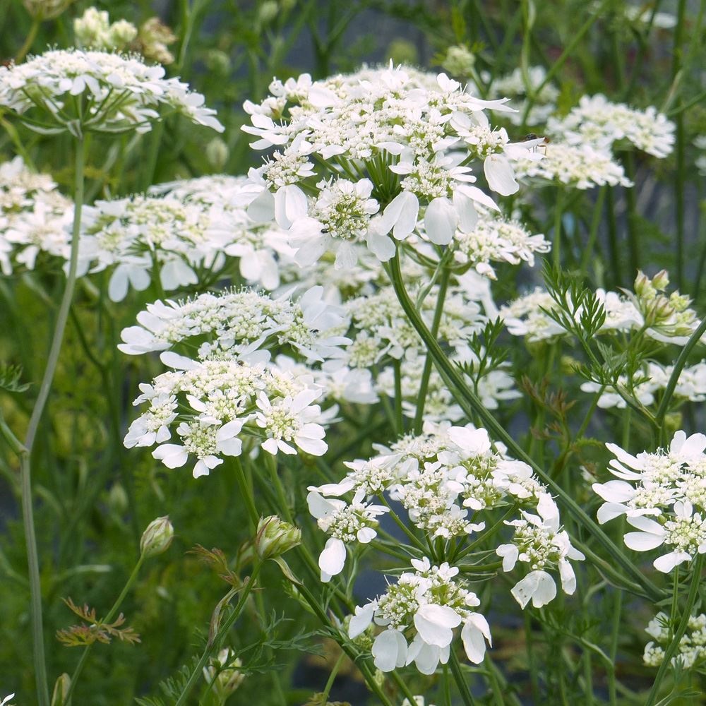種 花たね オルラヤ ホワイトフィンチ 1袋(40粒)