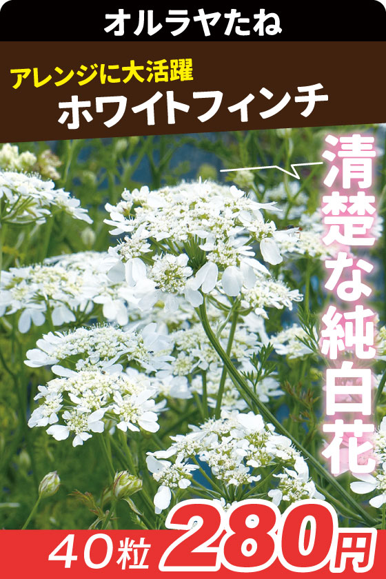 ギリア レプタンサ