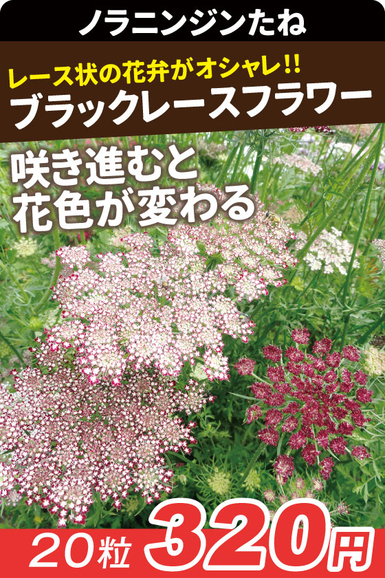 ノラニンジン ブラックレースフラワー