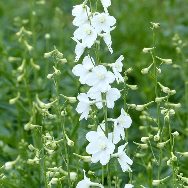 種 花たね デルフィニウム ベラドンナ カサブランカ 1袋(100mg)