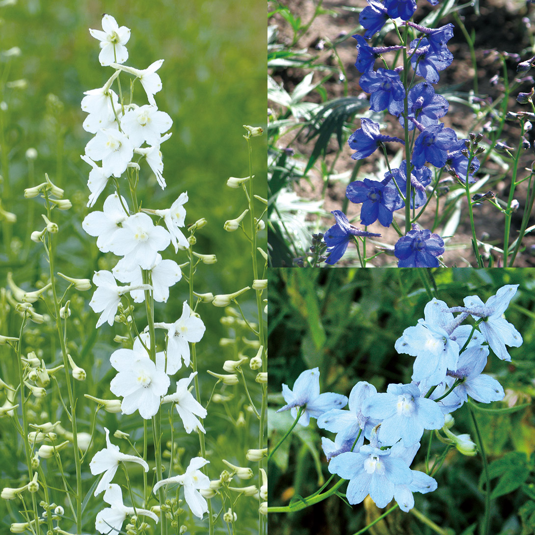 種 花たね デルフィニウム ベラドンナセット 3種3袋