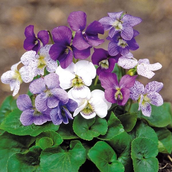 種 花たね 宿根ビオラ ソロリアミックス 1袋(20粒)