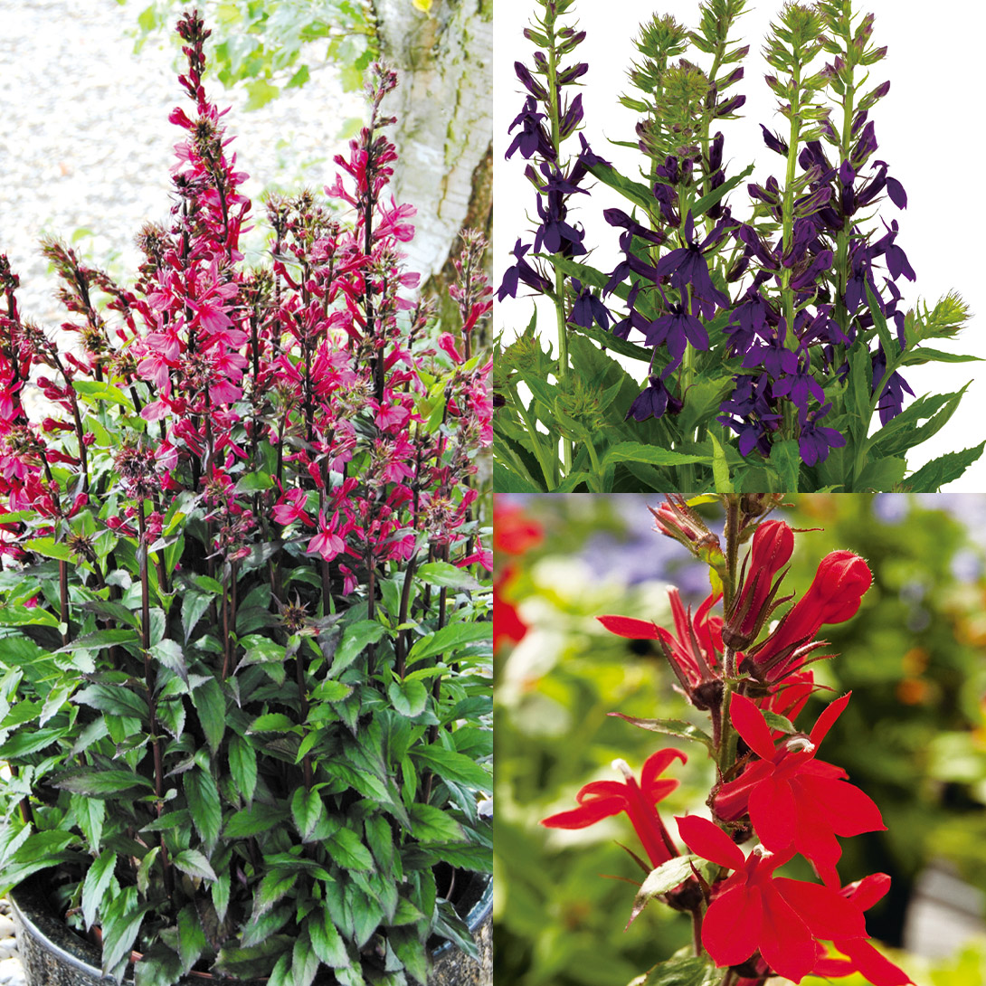 種 花たね 宿根ロベリアセット 3種3袋
