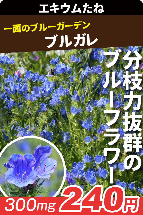 エキウム ブルガレ