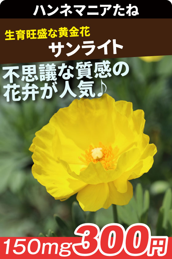 ハンネマニア サンライト