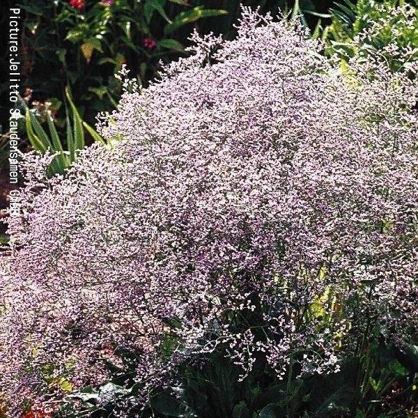 種 花たね 宿根スターチス ラティフォリウム 1袋(50mg)