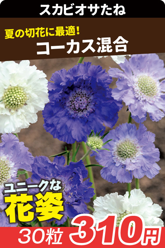 スカビオサ コーカス混合
