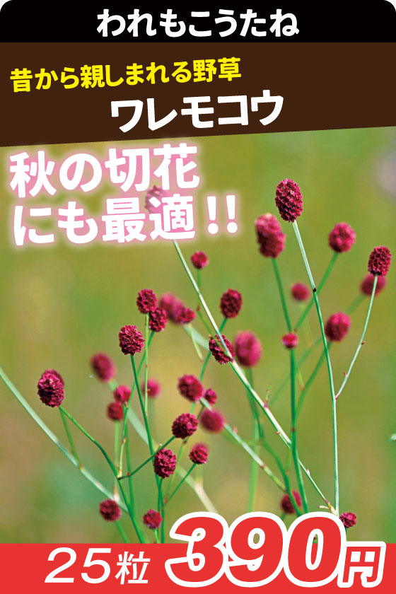 ワレモコウ