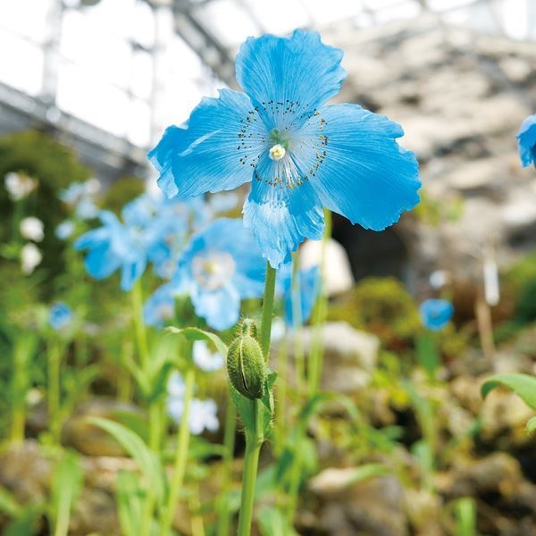 種 花たね ヒマラヤの青いケシ (メコノプシス) 1袋(7粒)