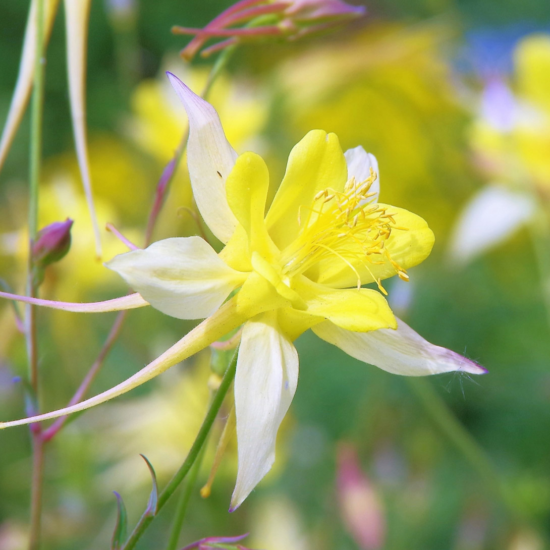 種 花たね 西洋おだまき アクイレギア クリサントラ イエロークイーン 1袋(100mg)
