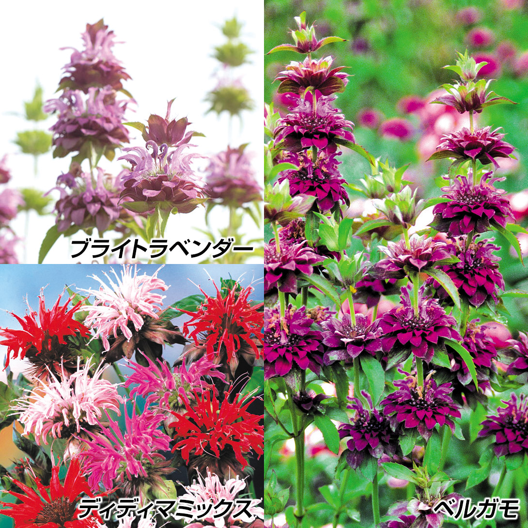 種 花たね モナルダセット 3種3袋
