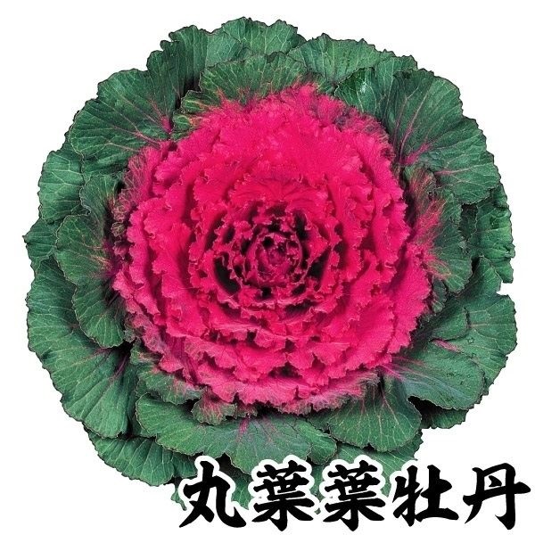 種 花たね 丸葉葉牡丹 F1紅鏡 ※石井育種場育成品種 1袋(15粒)