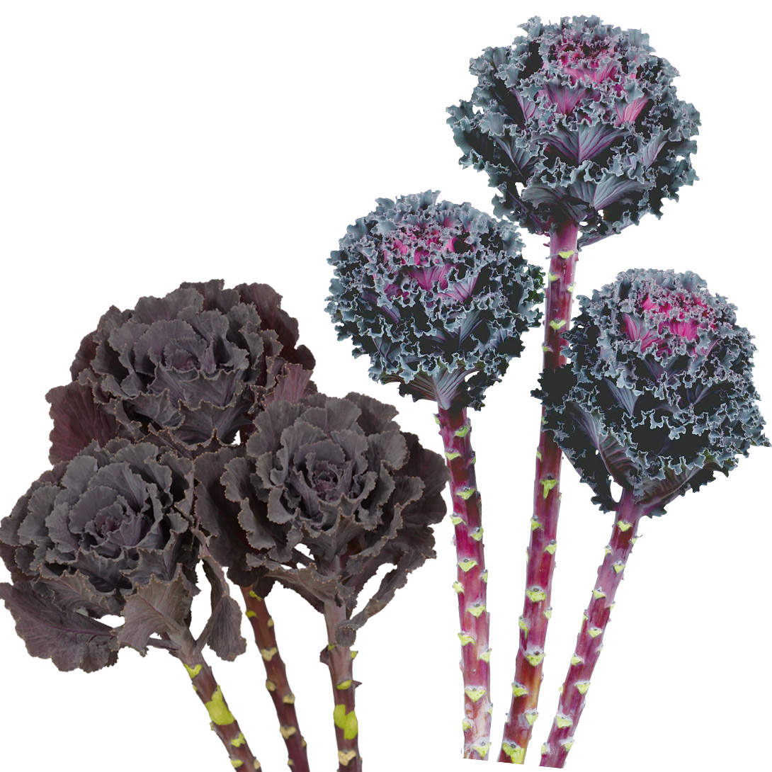 種 花たね 葉牡丹 黒葉葉牡丹セット 2種2袋