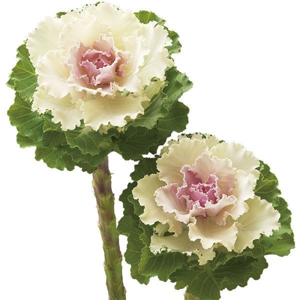 種 花たね 葉牡丹 F1ラッフルバニラ 1袋(15粒)