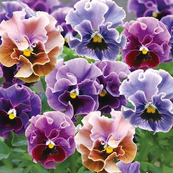 種 花たね ビオラ フリル和モダンミックス 1袋(18粒)