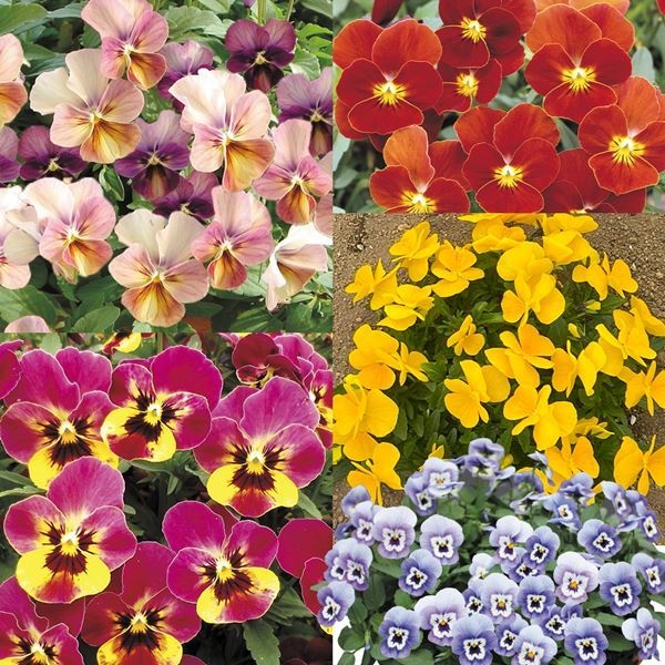 種 花たね ビオラ ももかセレクトミックス 1袋(20粒)