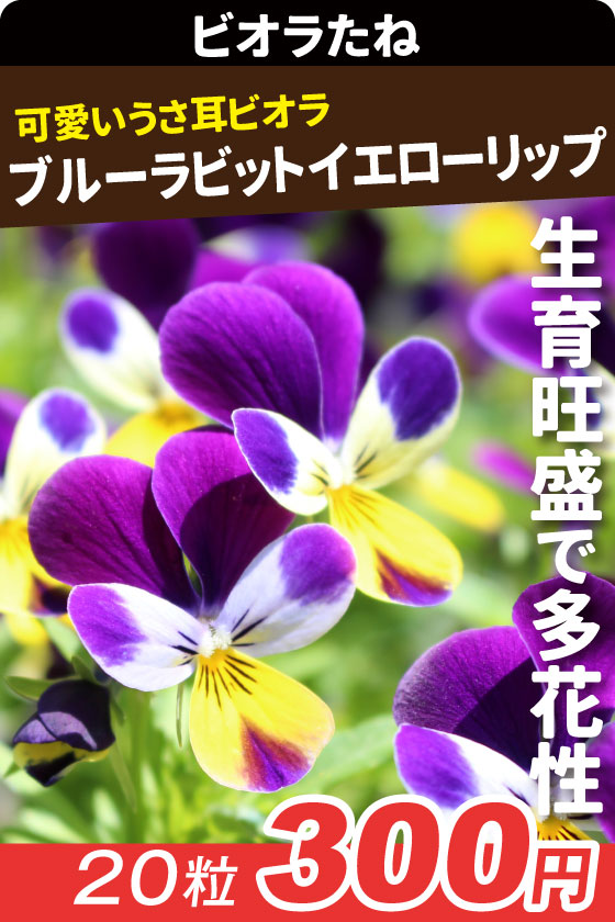 ビオラ ブルーラビット イエローリップ