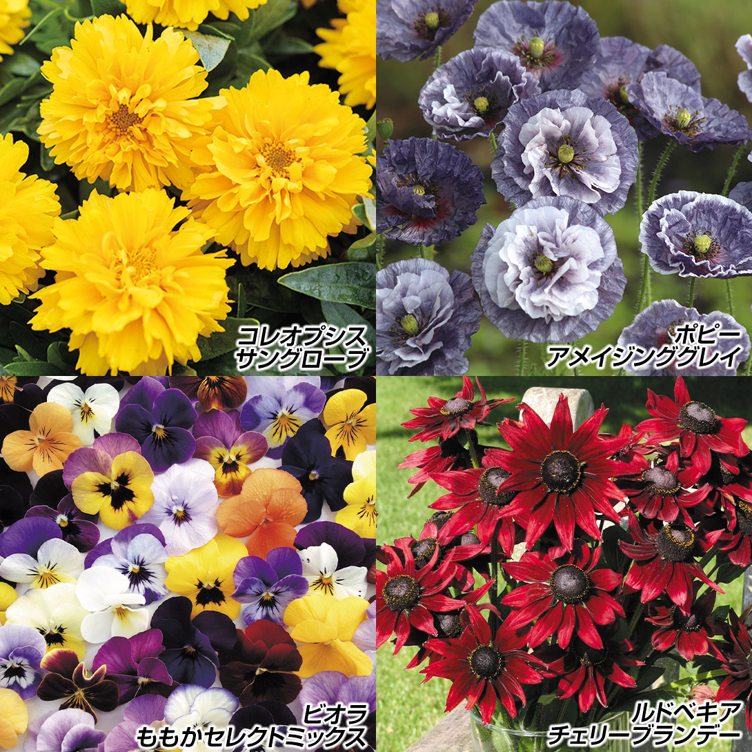 種 花たね イチオシ花壇向き花種セット 4種4袋