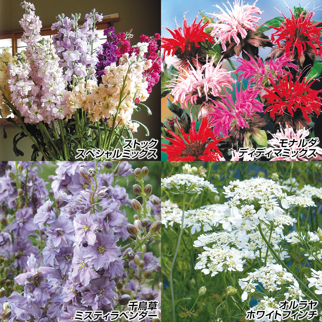 種 花たね イチオシ切花向き花種セット 4種4袋