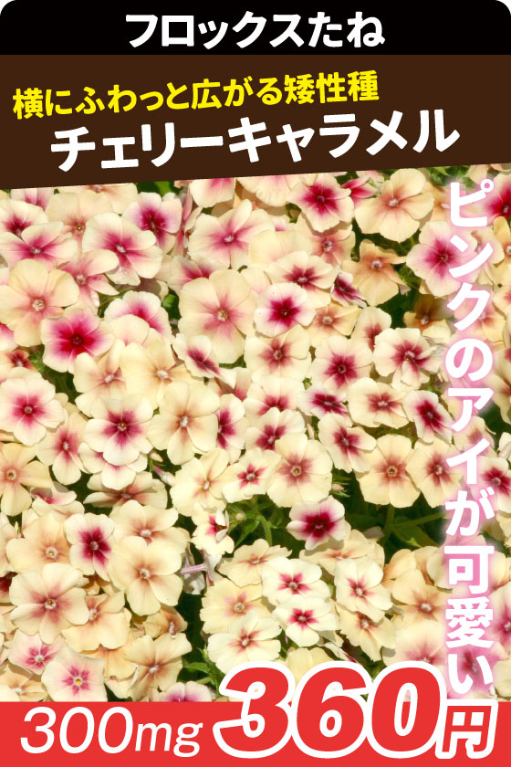 国華園オンラインショップ / 花たね
