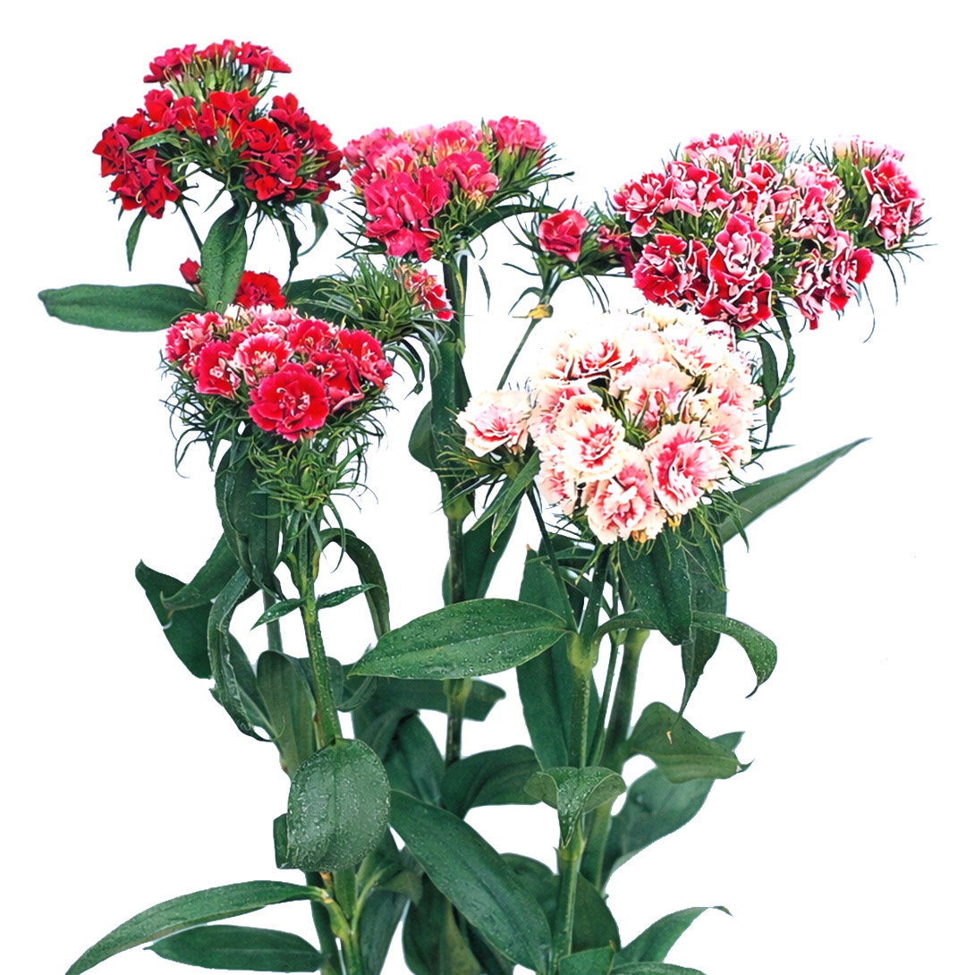 種 花種 ダイアンサス パーティオナータ 1袋(100粒)