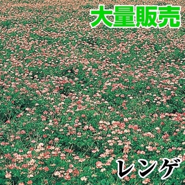 種 花たね 大量たね レンゲ