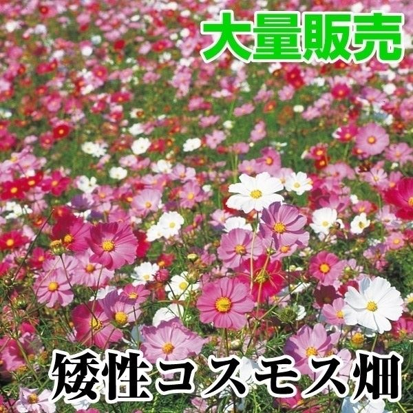 種 花たね 大量たね 矮性コスモス畑