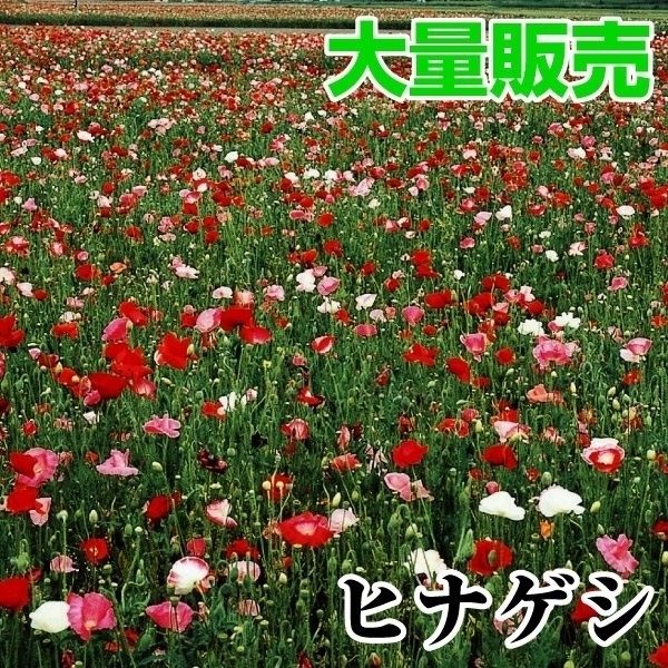 種 花たね 大量たね ヒナゲシ