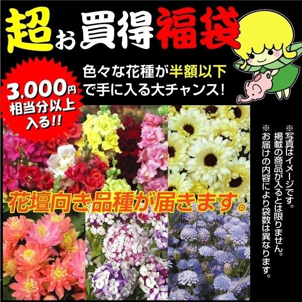 種 花たね 花壇向き花たね福袋 15袋以上 1組