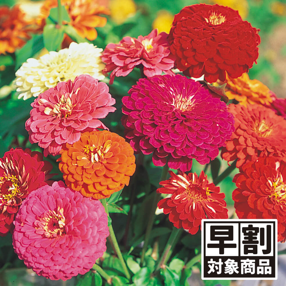 （早期予約販売たね）種 花たね 百日草 ダリア咲百日草混合 1袋（1000mg） /27年春発送【送料グループ：67テ】