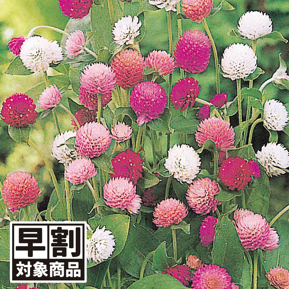 （早期予約野菜たね）種 花たね 千日紅美色混合 1袋（200mg）/27年春発送【送料グループ：67テ】