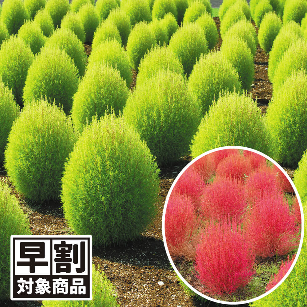 （早期予約野菜たね）種 花たね コキア 1袋（250mg）/27年春発送【送料グループ：67テ】