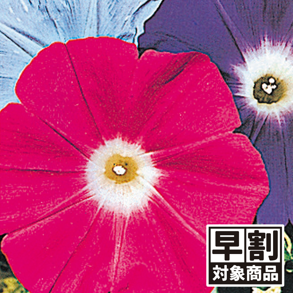 （早期予約野菜たね）種 花たね アサガオ 巨大輪日本朝顔混合 1袋（10粒）/27年春発送【送料グループ：67テ】