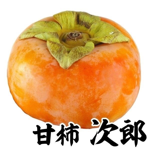 果樹苗 カキ 甘柿 次郎(完全甘柿) 1株