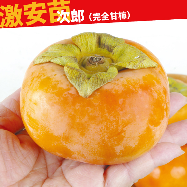 果樹苗 カキ 甘柿 次郎(完全甘柿) 1株