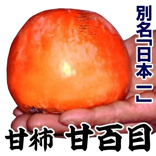 果樹苗 カキ 甘柿 甘百目(不完全甘柿) 1株