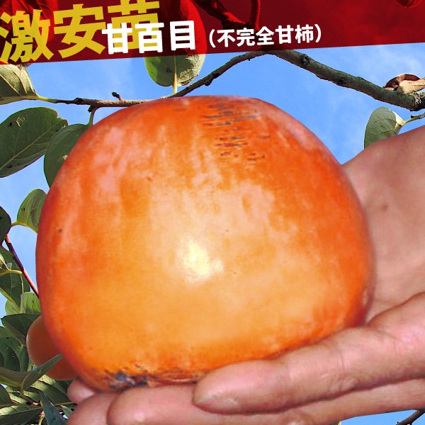 果樹苗 カキ 甘柿 甘百目(不完全甘柿) 1株