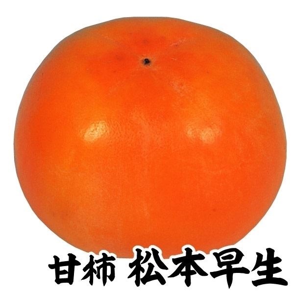 果樹苗 カキ 甘柿 松本早生(完全甘柿) 1株