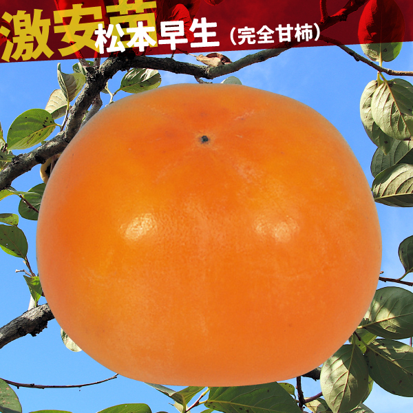 果樹苗 カキ 甘柿 松本早生(完全甘柿) 1株