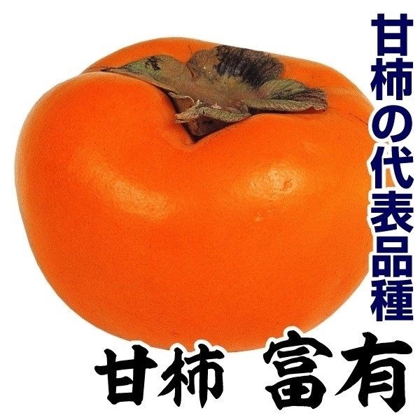 果樹苗 カキ 甘柿 富有 1株