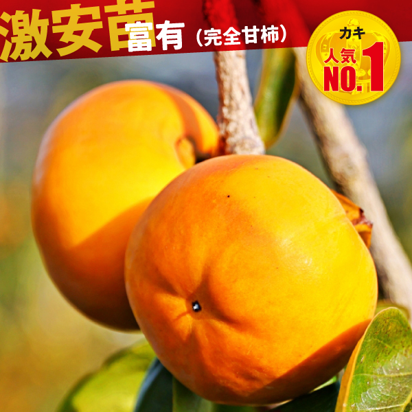 果樹苗 カキ 甘柿 富有 1株